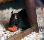 Rat noir (rat des greniers)
